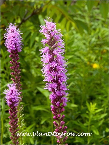 Marsh Blazing Star (Liatris spicata)
The first four images are of plants growing about 10 feet from the edge of a pond.